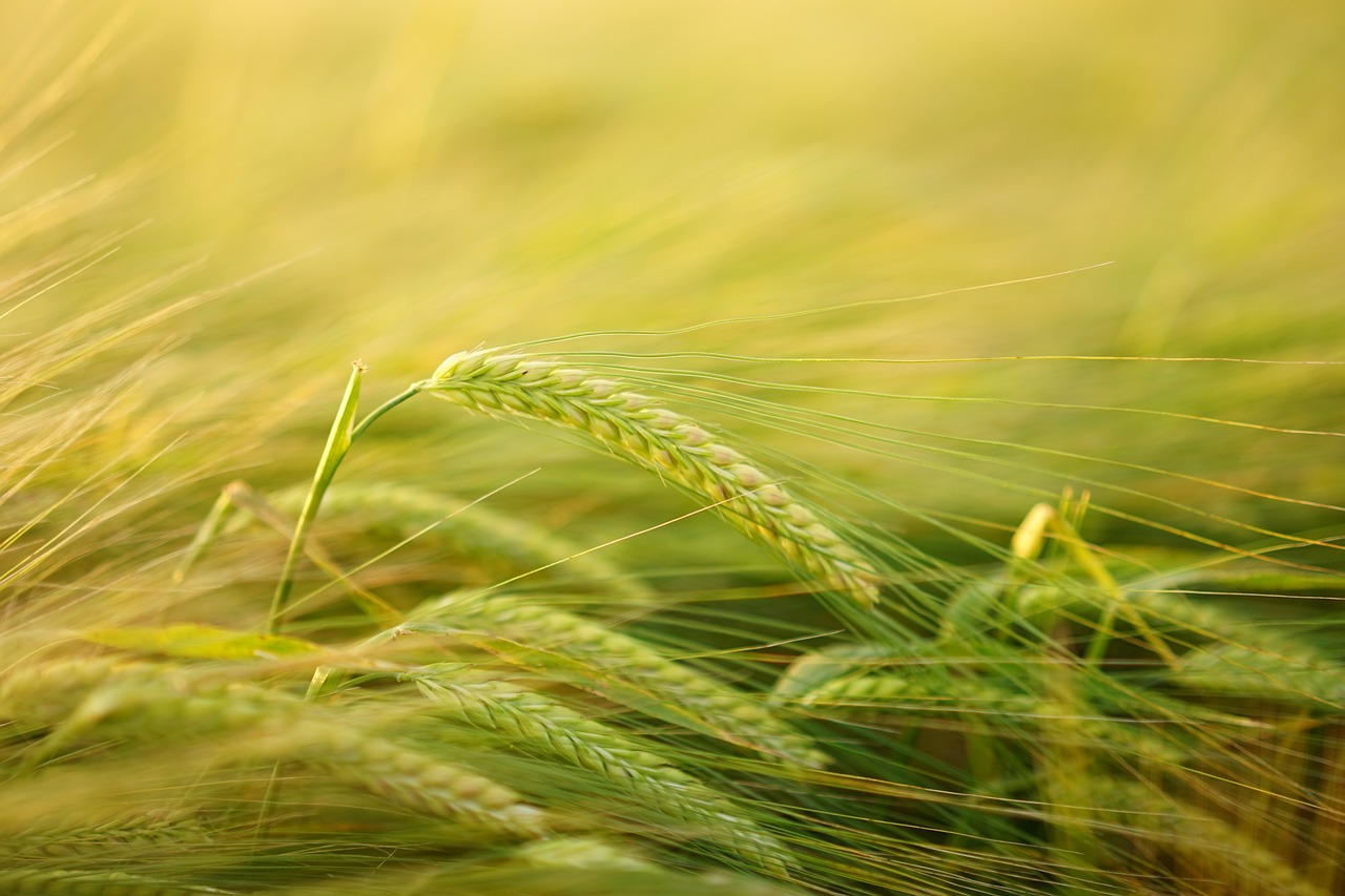 barley, cereal cultivation, barley cultivation, grain, field, spike, agriculture, grain field, cornfield, hordeum vulgare, hordeum sweetgrass, poaceae cereal, cultivation, barley field, ear, crop, nature, stalks, seeds, stalk, stem, plant, barley, barley, grain, field, agriculture, agriculture, agriculture, agriculture, agriculture